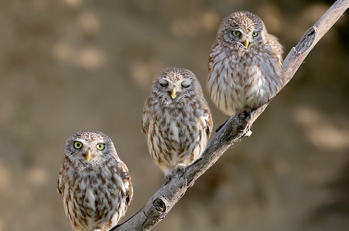 Composition from three frames of one adult little owl on the branch