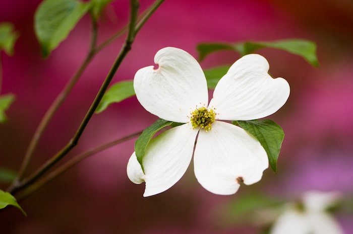 Flowering dogwood blossoms with an out of focus background of colorful azaleas.